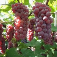 著色香、玫瑰露、夏黑、茉莉香金紅娃葡萄苗