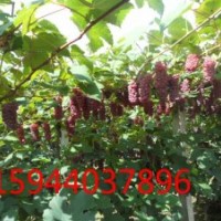 葡萄苗、東北新品種金紅娃葡萄苗、吉林蜜汁葡萄苗、黑龍江夏黑葡
