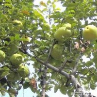 常年供應木瓜樹、國槐樹