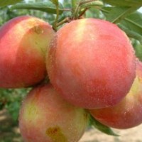 桃苗、春雪桃苗、萊山蜜桃苗、冬桃苗