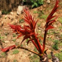 香椿苗、大棚香椿苗、香椿樹苗、山東香椿苗、紅香椿苗
