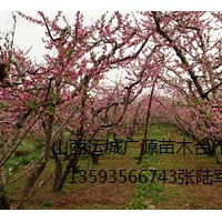 桃樹出售2-8公分桃樹低價供應