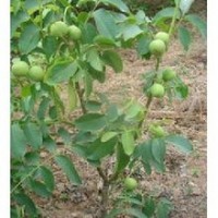 山西核桃苗出售、大量核桃苗低價供應