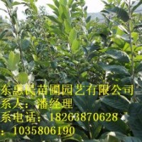 供應(yīng)山東泰安板栗樹(shù) 0.5-3公分 占地用