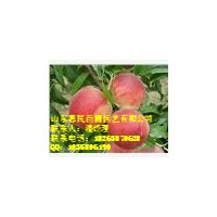 供應(yīng)山東泰安桃樹苗 當(dāng)年桃樹苗 0.6-4公分占地桃樹苗