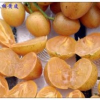 供應(yīng)雞心黃皮苗 出世甜 優(yōu)良品種果苗 假一賠十正品無核黃皮苗