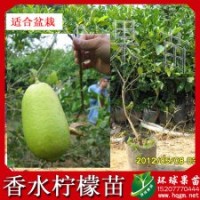 供應(yīng)四季香水檸檬苗 女人美容之選可盆栽風(fēng)景扦插矮樹化果樹苗