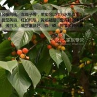 黑蘭特櫻桃樹苗