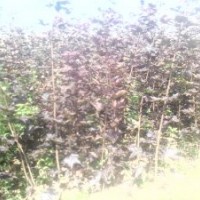 大櫻桃 挪威紅楓 葡萄 核桃 山楂 柿子 蘋果
