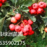 大量出售山楂樹