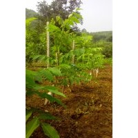 供應淶水文玩核桃獅子頭樹苗