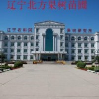 出售新疆烏魯木齊山楂苗