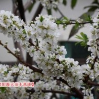簡陽脆紅李子苗，海天出售李子苗