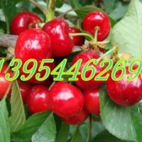 櫻桃苗、櫻桃樹、櫻桃苗價格、美早紅燈早大果櫻桃苗