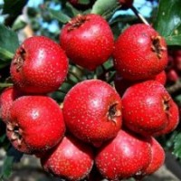 山楂苗價格，山楂苗品種，山楂苗供應(yīng)
