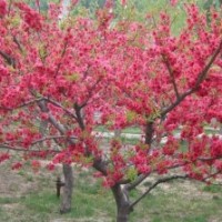 迎霜紅桃苗