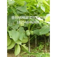 核桃苗品種香玲核桃苗100%品種核桃苗哪里有賣核桃苗