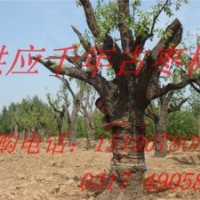 棗樹(shù)