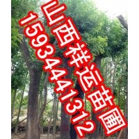 供應(yīng)核桃苗 國槐苗 蘋果苗