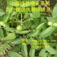供應(yīng)山西核桃苗,山西“清香”核桃苗,薄皮核桃苗