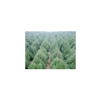 供應(yīng)白皮松，華山松，油松 核桃苗、棗樹苗、山楂苗、柿子苗、蘋