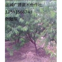 3-8公分山桃樹出售、山桃樹供應