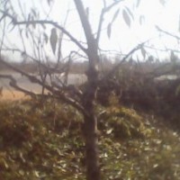 供應(yīng)5公分桃樹 8公分桃樹-15公分桃樹 占地桃樹 桃樹價(jià)格