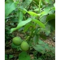 果樹苗，核桃苗，蘋果苗，桃樹苗，杏樹苗，梨樹苗，山楂樹