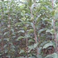 出售蘋果苗 杏樹 桃樹苗 山楂苗 柿子樹