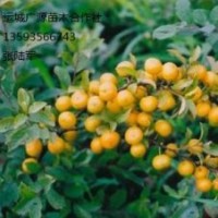 鈣果苗出售、優(yōu)質(zhì)鈣果苗大量供應(yīng)、鈣果苗