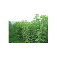 供應大量先鋒櫻桃苗