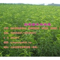 經(jīng)濟(jì)類苗木出售油桃蜜桃苗、杏樹苗、柿樹苗、核桃苗等