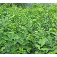 核桃苗價(jià)格山東核桃早實(shí)苗薄皮核桃苗占地核桃苗