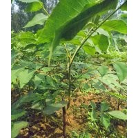 供應(yīng)果材兼用型美國(guó)黑核桃嫁接苗1200株