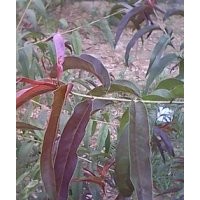 誠(chéng)信。老兵，低價(jià)桃樹成品和實(shí)生苗,晚秋黃梨樹成品和半成品,大葉