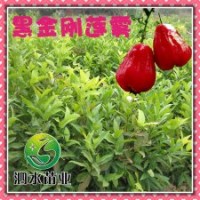 供應(yīng) 臺(tái)灣新引進(jìn)優(yōu)質(zhì)黑金剛蓮霧 盆栽綠化果樹苗木批發(fā)