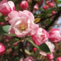 西府海棠，北美海棠，甜茶苗吉薩拉櫻桃苗