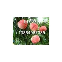 突圍桃樹(shù)苗，夏之夢(mèng)桃樹(shù)苗，126油桃苗