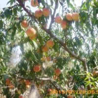 供應(yīng)晚熟桃樹金秋紅蜜桃