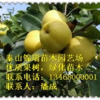 梨樹|梨樹苗|山東優(yōu)質(zhì)梨樹樹苗|梨樹實生苗|嫁接梨樹苗