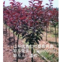 紅葉碧桃|紅葉碧桃樹苗