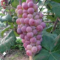 蜜莉葡萄苗