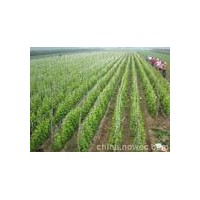 供應(yīng)【品種葡萄苗】夏黑葡萄苗、紅提葡萄苗、巨峰葡萄苗