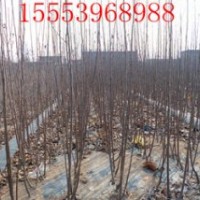 出售蘋果苗、桃樹苗、梨樹苗、山楂苗、柿子苗