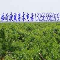 農(nóng)戶自產(chǎn)自銷(xiāo)桃樹(shù)