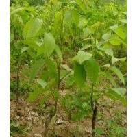 出售核桃苗，山西批發(fā)核桃苗，低價綠化苗