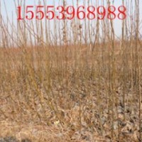 大量出售梨樹苗