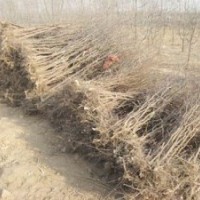 棗樹苗正在熱購中