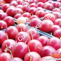 供應(yīng)臺(tái)農(nóng)1號(hào)百香果苗