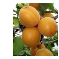 山西供應(yīng)5公分柿子樹(shù) 6公分桃樹(shù) 5公分山杏樹(shù)